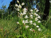 44 Cephalantera longifolia - Caefalantera maggiore